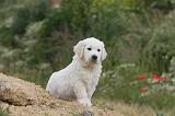 GOLDEN RETRIEVER 287